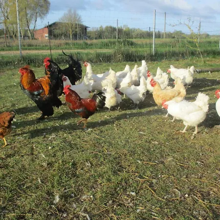 Scheune Auf Dem Bauernhof 90 M2 * Biendorf